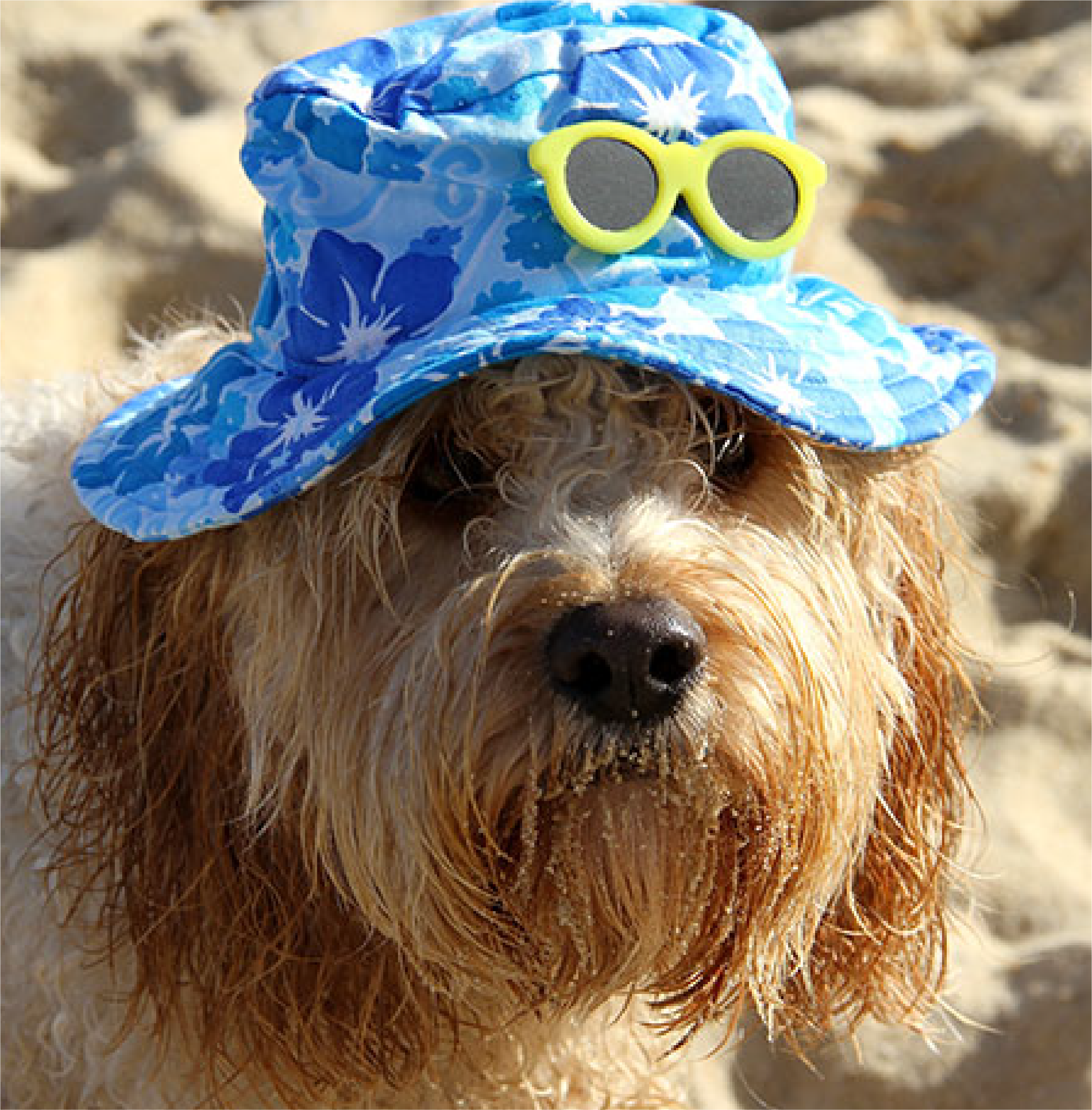 Dog wearing sun hat
