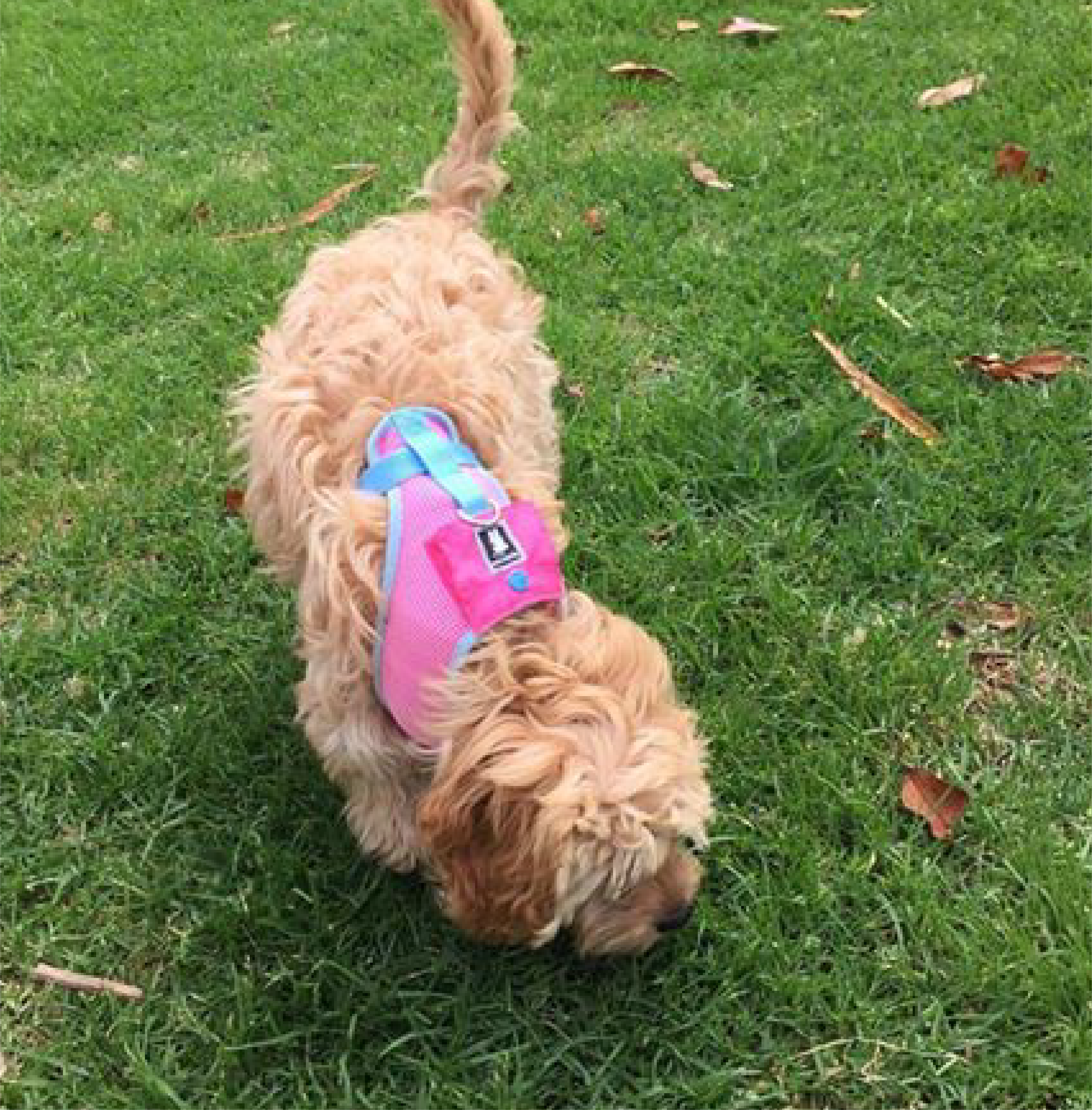 Dog with pink harness