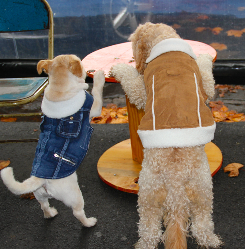 Dogs in coats