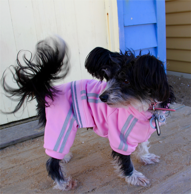 Dog in Pink Tracksuit