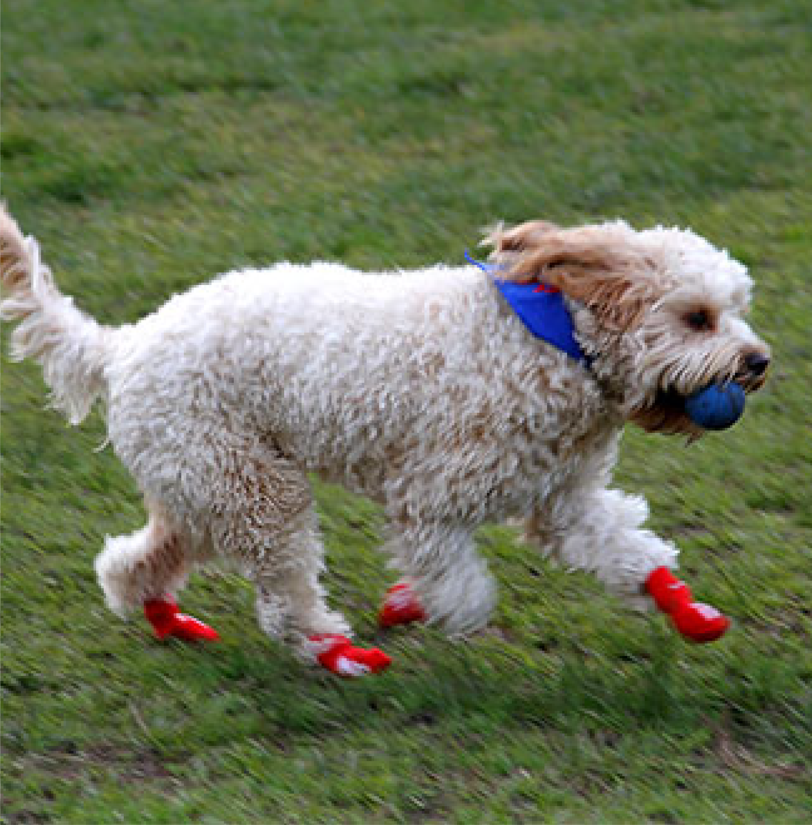 Dog with red socks